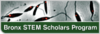 Bronx STEM Scholars Program