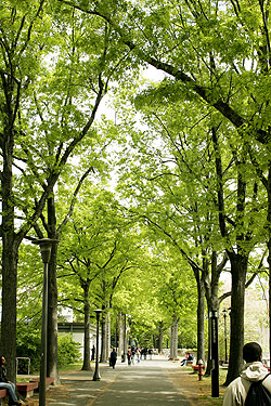 Campus Walkway