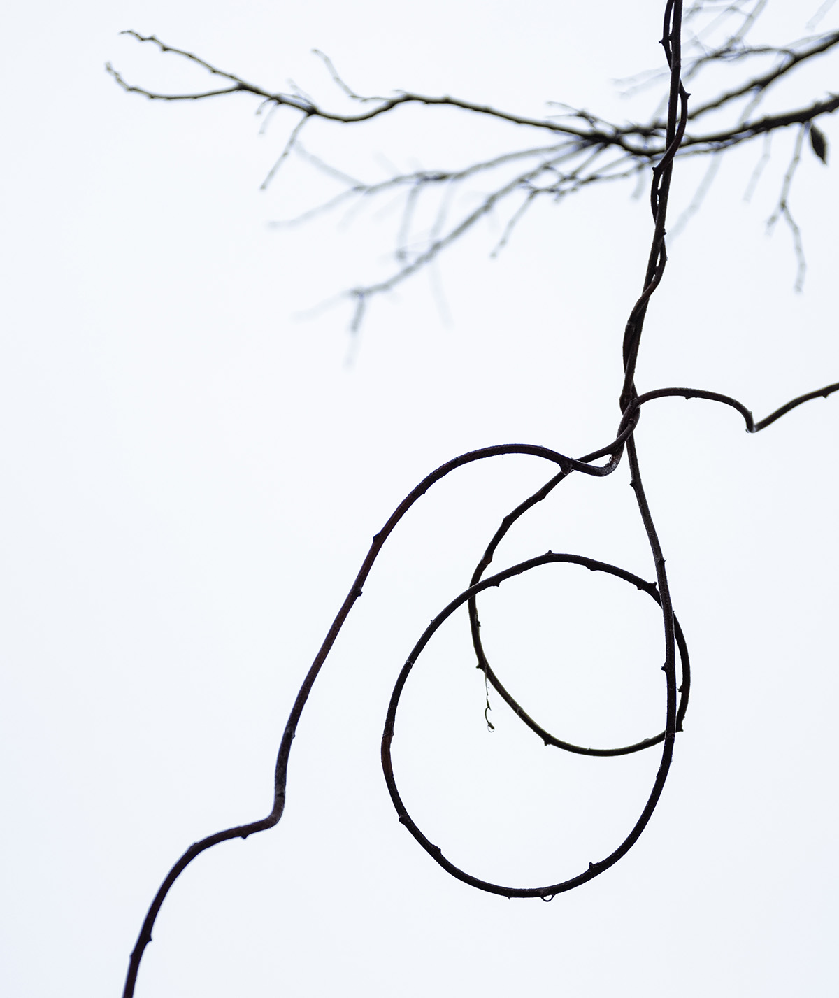 Twisting bare vine forming a loop against a plain white sky