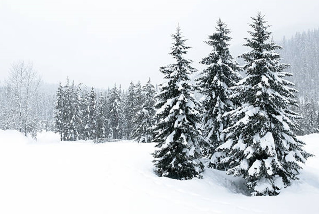 Photo of pine trees during the winter