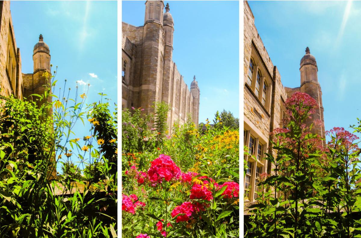 Campus is blooming during a summer heat wave. (Photos of the Old Gym by Margaret Ibasco)