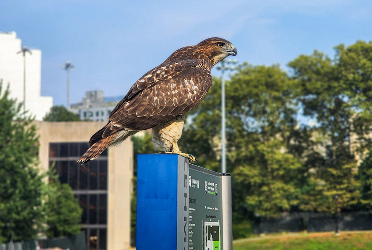 (Photo by Ramon Belliard)