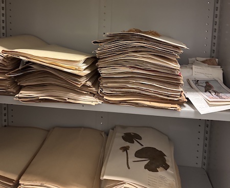 stacks of folders with botanical specimens on a metal shelving unit.