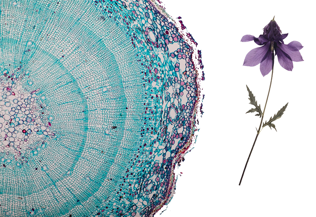 Collage image: microscopic view of a plant stem next to a pressed plant.