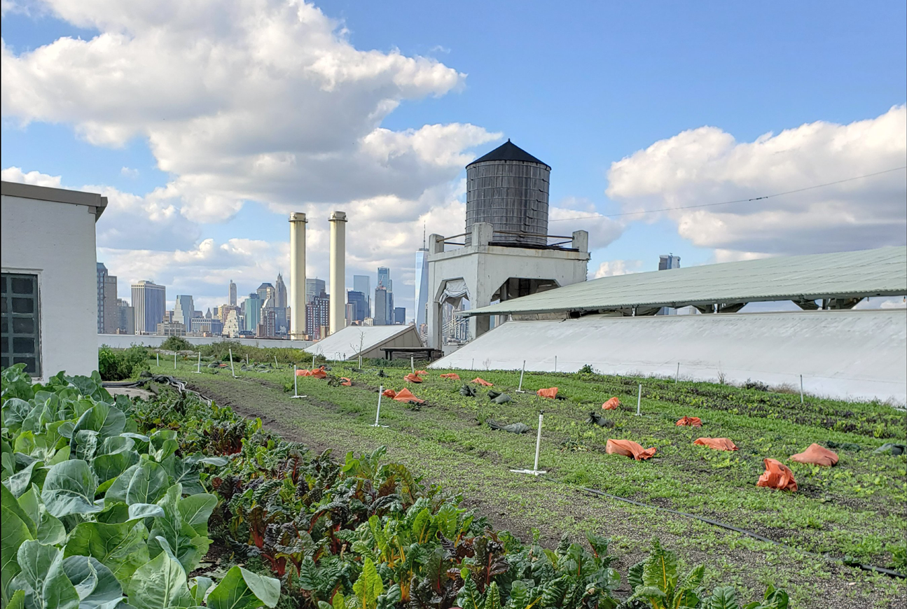 Photo of a planted greenroof garden in Brooklyn, NY